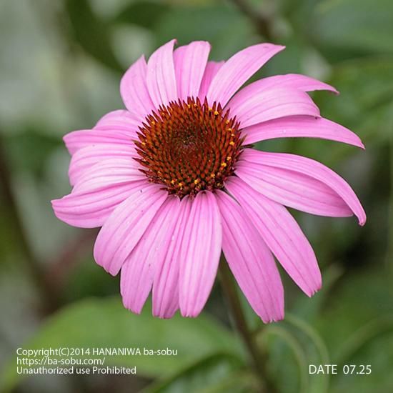 エキナセア 花苗 宿根草 輸入苗販売 花庭ばあそぶ エキナセア 花苗 宿根草 輸入苗販売 花庭ばあそぶ
