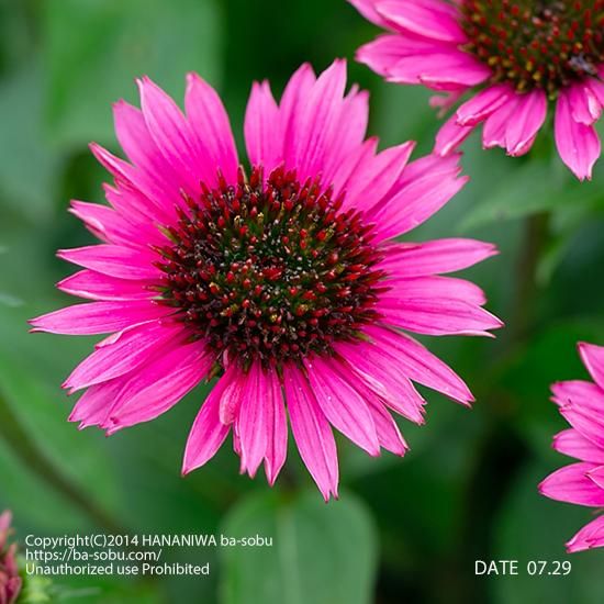 エキナセア ファタルアトラクション エキナセア 花苗 宿根草 輸入苗販売 花庭ばあそぶ エキナセア ファタルアトラクション エキナセア 花苗 宿根草 輸入苗販売 花庭ばあそぶ