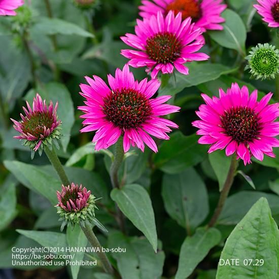 ピンク 桃色 花苗 宿根草 輸入苗販売 花庭ばあそぶ ピンク 桃色 花苗 宿根草 輸入苗販売 花庭ばあそぶ