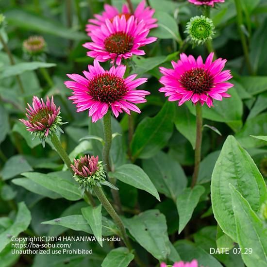 エキナセア ファタルアトラクション エキナセア 花苗 宿根草 輸入苗販売 花庭ばあそぶ エキナセア ファタルアトラクション エキナセア 花苗 宿根草 輸入苗販売 花庭ばあそぶ