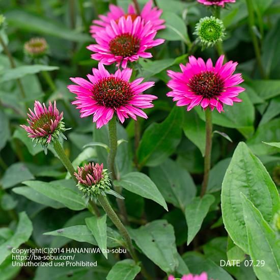 エキナセア ファタルアトラクション エキナセア 花苗 宿根草 輸入苗販売 花庭ばあそぶ