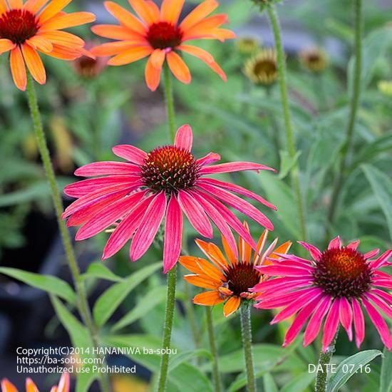 エキナセア ホットサマー エキナセア 花苗 宿根草 輸入苗販売 花庭ばあそぶ