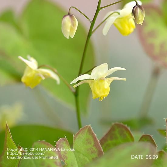 エピメディウム スルフレウム エピメディウム 花苗 宿根草 輸入苗販売 花庭ばあそぶ エピメディウム スルフレウム エピメディウム 花苗 宿根草 輸入苗販売 花庭ばあそぶ