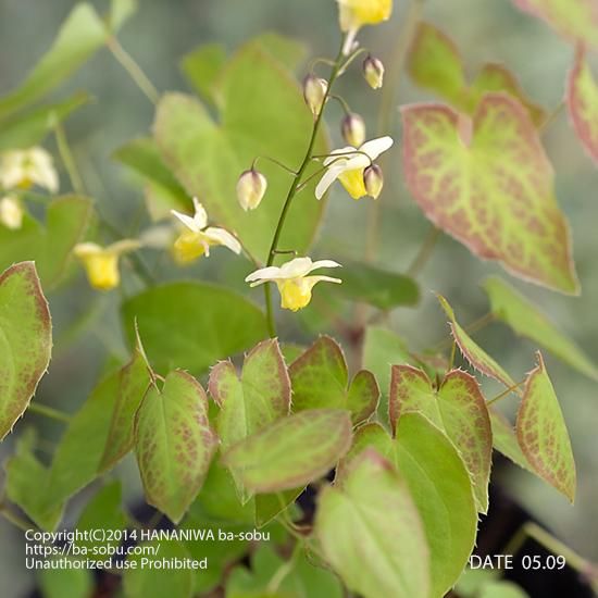 エピメディウム スルフレウム エピメディウム 花苗 宿根草 輸入苗販売 花庭ばあそぶ エピメディウム スルフレウム エピメディウム 花苗 宿根草 輸入苗販売 花庭ばあそぶ