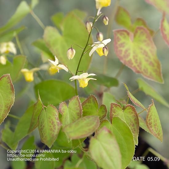 エピメディウム スルフレウム エピメディウム 花苗 宿根草 輸入苗販売 花庭ばあそぶ