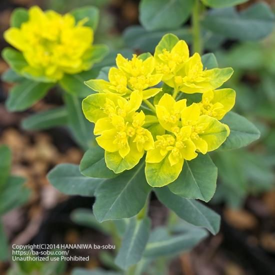 ユーフォルビア ポリクロマ ユーフォルビア 花苗 宿根草 輸入苗販売 花庭ばあそぶ