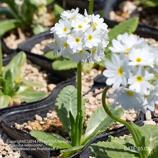 プリムラ デンティクラタ アルバ プリムラ 花苗 宿根草 輸入苗販売 花庭ばあそぶ