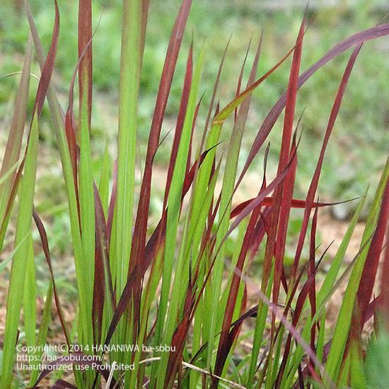 オーナメンタルグラス 花苗 宿根草 輸入苗販売 花庭ばあそぶ