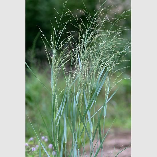 すべての花の画像 75 パニカム 花