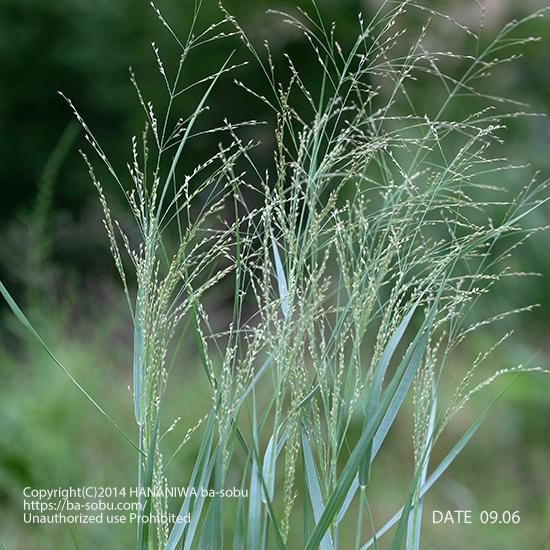 パニカム 宿根草 輸入苗販売 花庭ばあそぶ