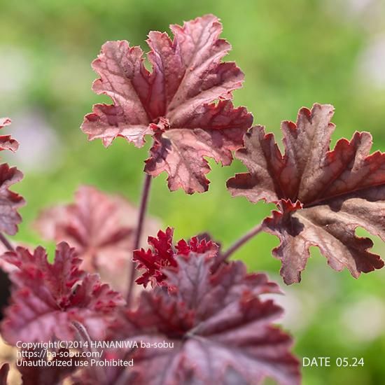 ヒューケラ ネプチューン ヒューケラ 花苗 宿根草 輸入苗販売 花庭ばあそぶ