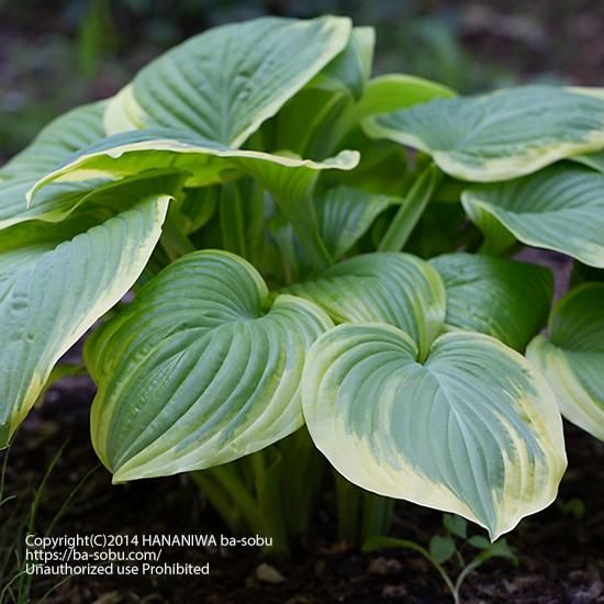 ギボウシ ホスタ 販売 花苗 宿根草 輸入苗販売 花庭ばあそぶ