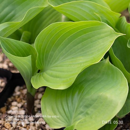 ギボウシ サム アンド サブスタンス ギボウシ カラーリーフ 花苗 宿根草 輸入苗販売 花庭ばあそぶ ギボウシ サム アンド サブスタンス ギボウシ カラーリーフ 花苗 宿根草 輸入苗販売 花庭ばあそぶ