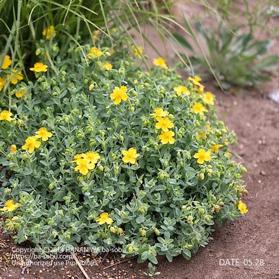 ヒペリカム ケラストイデス ヒペリカム 花苗 宿根草 輸入苗販売 花庭ばあそぶ