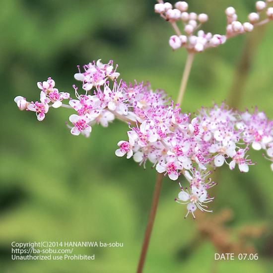 ピンク 桃色 花苗 宿根草 輸入苗販売 花庭ばあそぶ