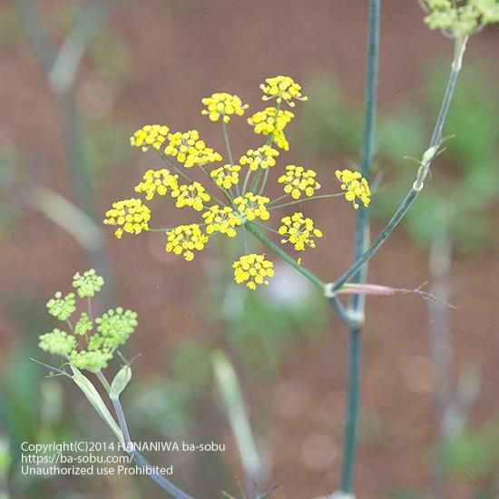 フェンネル フォエニクルム プルプレウム 花苗 宿根草 輸入苗販売 花庭ばあそぶ