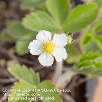 白 - 花苗、宿根草、輸入苗販売｜花庭ばあそぶ