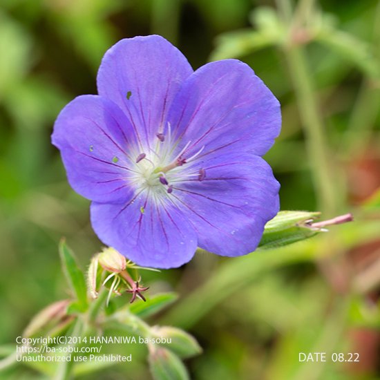 ゲラニウム 花苗 宿根草 輸入苗販売 花庭ばあそぶ