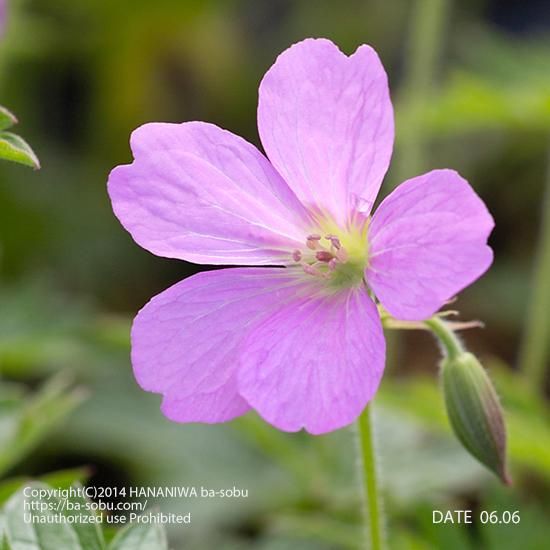 ゲラニウム エンドレッシー ゲラニューム ゲラニウム 花苗 宿根草 輸入苗販売 花庭ばあそぶ ゲラニウム エンドレッシー ゲラニューム ゲラニウム 花苗 宿根草 輸入苗販売 花庭ばあそぶ
