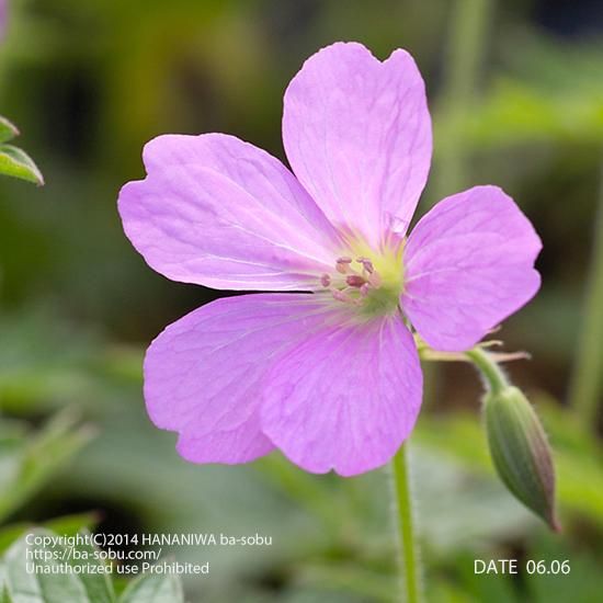 ゲラニウム エンドレッシー ゲラニューム ゲラニウム 花苗 宿根草 輸入苗販売 花庭ばあそぶ