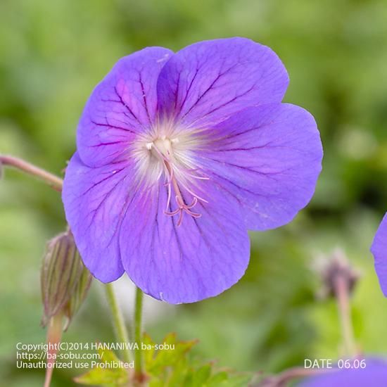 ゲラニウム ヒマライエンセ ゲラニューム ゲラニウム 花苗 宿根草 輸入苗販売 花庭ばあそぶ