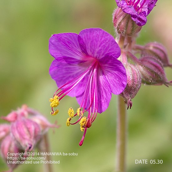 ゲラニウム - 花苗、宿根草、輸入苗販売｜花庭ばあそぶ