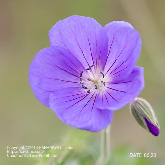 ゲラニウム - 花苗、宿根草、輸入苗販売|花庭ばあそぶ ゲラニウム - 花苗、宿根草、輸入苗販売|花庭ばあそぶ
