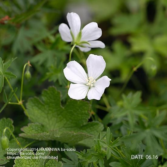 ゲラニウム 花苗 宿根草 輸入苗販売 花庭ばあそぶ