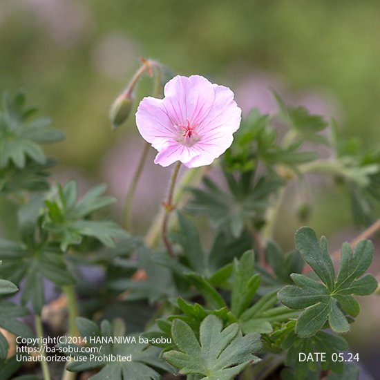 ゲラニウム - 花苗、宿根草、輸入苗販売｜花庭ばあそぶ