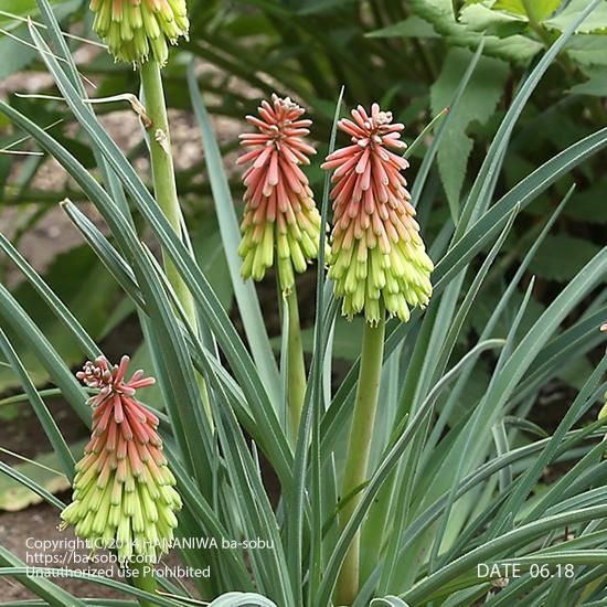 クニフォフィア ファイアーダンス トリトマ クニフォフィア 花苗 宿根草 輸入苗販売 花庭ばあそぶ クニフォフィア ファイアーダンス トリトマ クニフォフィア 花苗 宿根草 輸入苗販売 花庭ばあそぶ