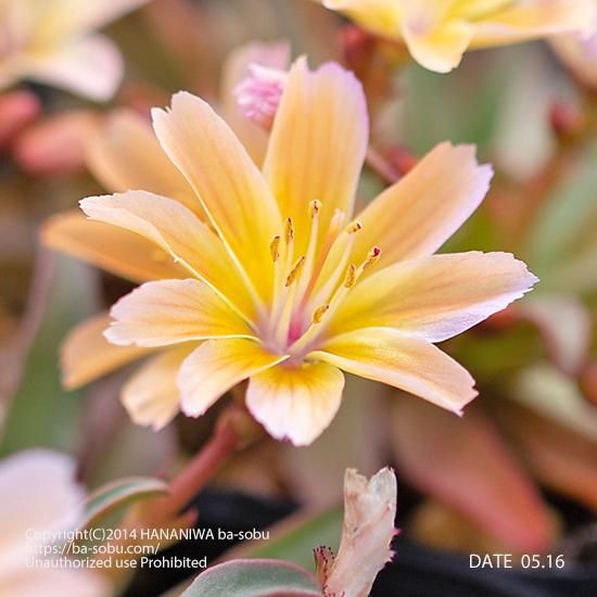 レウイシア リトルピーチ レウイシア 花苗 宿根草 輸入苗販売 花庭ばあそぶ レウイシア リトルピーチ レウイシア 花苗 宿根草 輸入苗販売 花庭ばあそぶ