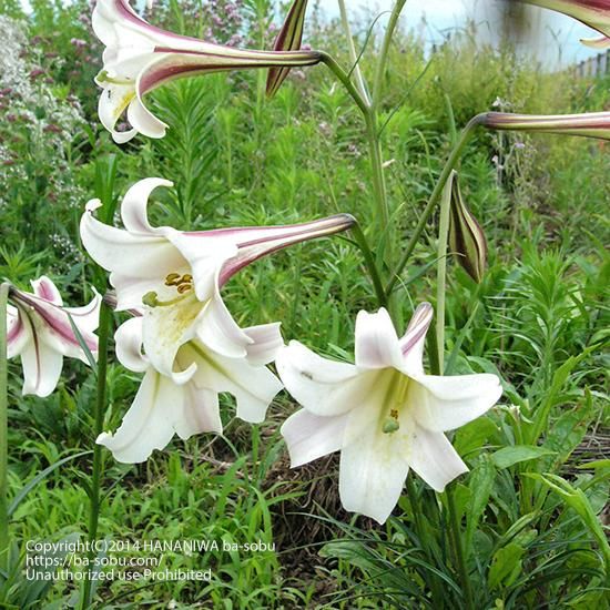 ユリ リリウム 花苗 宿根草 輸入苗販売 花庭ばあそぶ