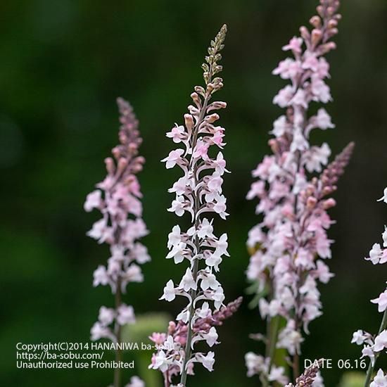 リナリア キャノン ウェント リナリア 花苗 宿根草 輸入苗販売 花庭ばあそぶ