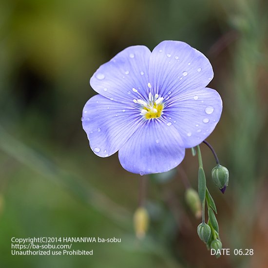 最新コレックション 菊苗（花径約6cm ハンドペインテッド的なピンク