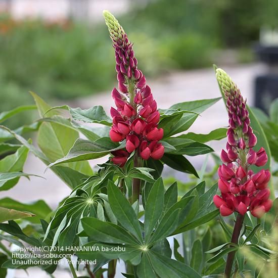 ルピナス 花苗 宿根草 輸入苗販売 花庭ばあそぶ ルピナス 花苗 宿根草 輸入苗販売 花庭ばあそぶ
