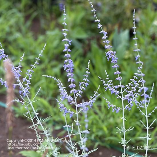 ロシアンセージブルースパイアー ロシアンセージ 花苗 宿根草 輸入苗販売 花庭ばあそぶ