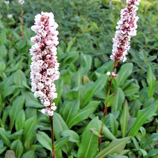 ペルシカリア アフィニス スパーバ ペルシカリア 花苗 宿根草 輸入苗販売 花庭ばあそぶ ペルシカリア アフィニス スパーバ ペルシカリア 花苗 宿根草 輸入苗販売 花庭ばあそぶ
