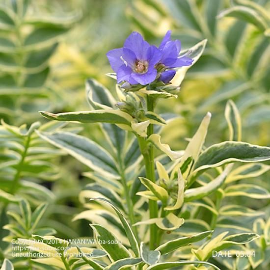ポレモニウム 西洋ハナシノブ 花苗 宿根草 輸入苗販売 花庭ばあそぶ ポレモニウム 西洋ハナシノブ 花苗 宿根草 輸入苗販売 花庭ばあそぶ