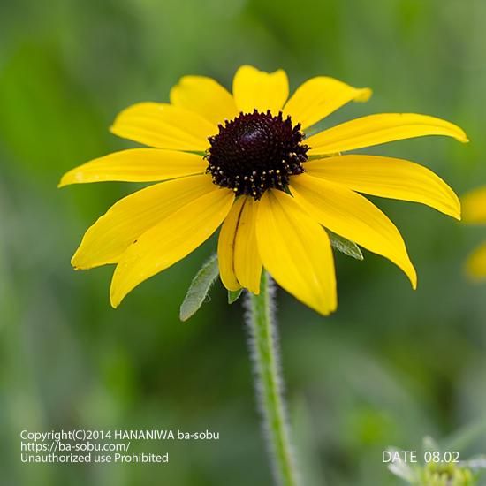 ルドベキア ミッソウリエンシス ルドベキア 花苗 宿根草 輸入苗販売 花庭ばあそぶ