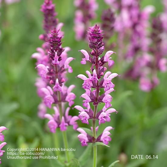 サルビア ローゼンワイン サルビア 花苗 宿根草 輸入苗販売 花庭ばあそぶ