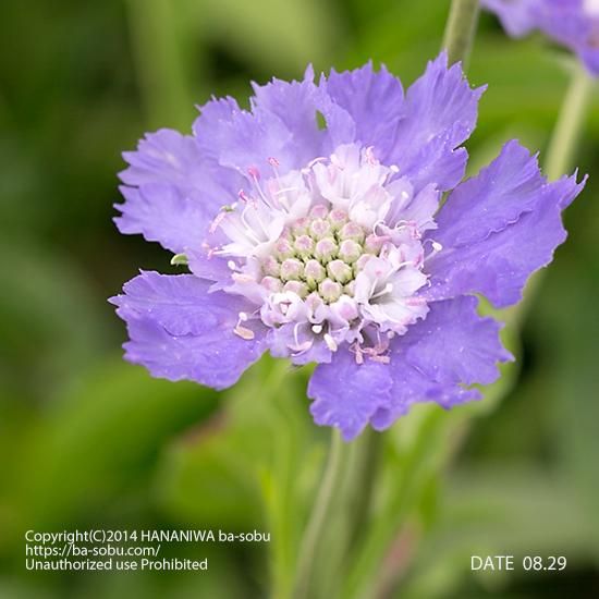 スカビオサ ファーマ ディープブルー スカビオサ 花苗 宿根草 輸入苗販売 花庭ばあそぶ