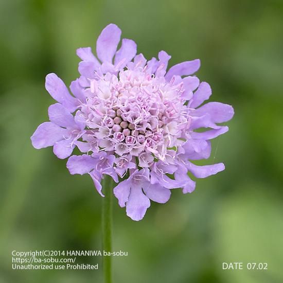 スカビオサ コロンバリア ナナ スカビオサ 花苗 宿根草 輸入苗販売 花庭ばあそぶ