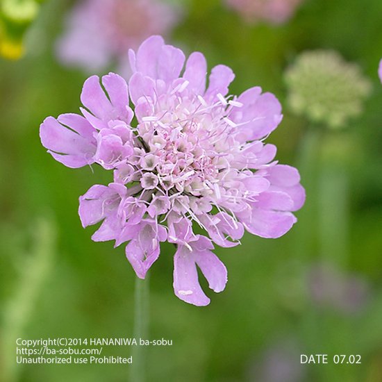 スカビオサ　ピンクッション ピンク｜スカビオサ｜花苗、宿根草、輸入苗販売｜花庭ばあそぶ