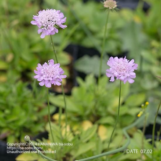 スカビオサ ピンクッション ピンク スカビオサ 花苗 宿根草 輸入苗販売 花庭ばあそぶ