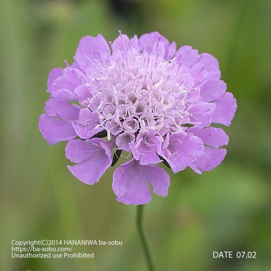 スカビオサ アルピナ スカビオサ 花苗 宿根草 輸入苗販売 花庭ばあそぶ