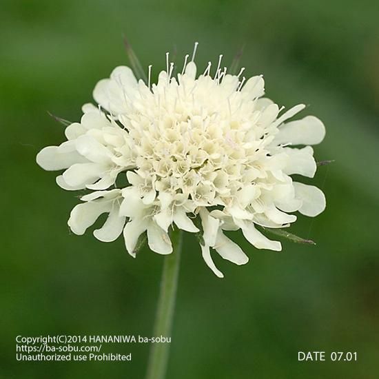 スカビオサ マツムシソウ 花苗 宿根草 輸入苗販売 花庭ばあそぶ スカビオサ マツムシソウ 花苗 宿根草 輸入苗販売 花庭ばあそぶ