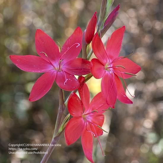 エキナセア パリダ エキナセア 花苗 宿根草 輸入苗販売 花庭ばあそぶ