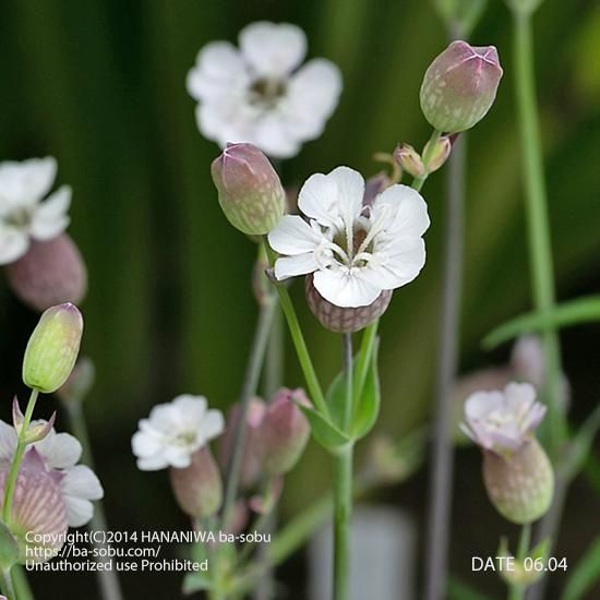 シレネ ユニフローラ コンパクタ シレネ 花苗 宿根草 輸入苗販売 花庭ばあそぶ