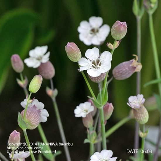 シレネ ユニフローラ コンパクタ シレネ 花苗 宿根草 輸入苗販売 花庭ばあそぶ