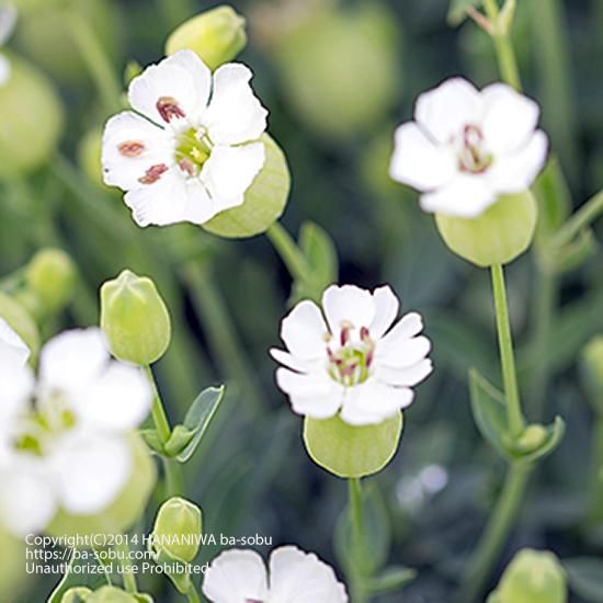 25 シレネ 花 オリーブ 剪定